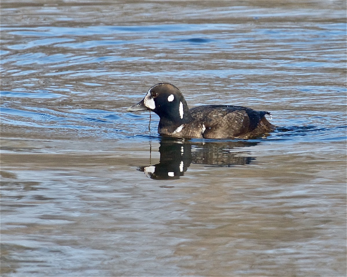 Harlequin Duck - ML309951961