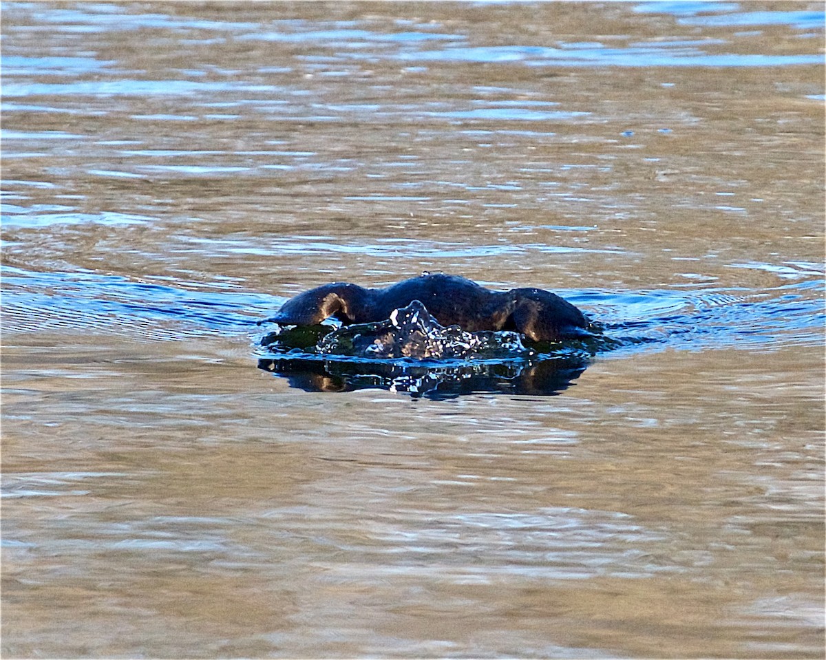 Harlequin Duck - Jack & Holly Bartholmai