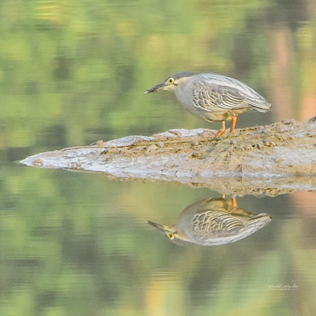 Little Heron - ML309952031