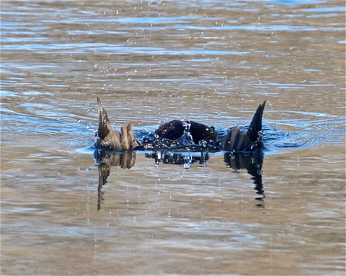 Harlequin Duck - Jack & Holly Bartholmai