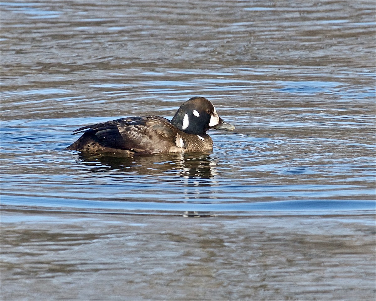 Harlequin Duck - ML309952091