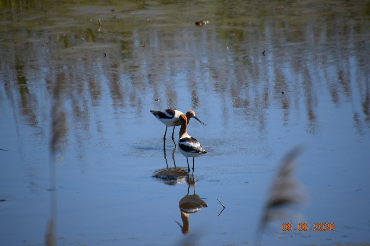 Avocette d'Amérique - ML309952951