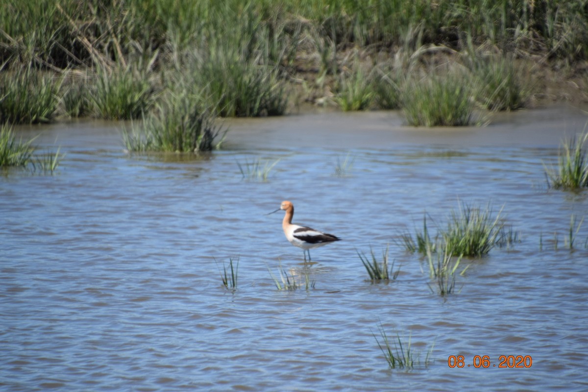 Avocette d'Amérique - ML309952971