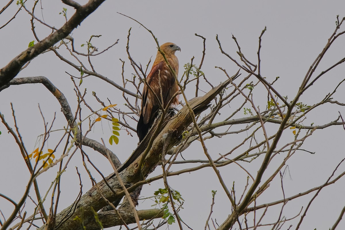 Brahminy Kite - ML309954981