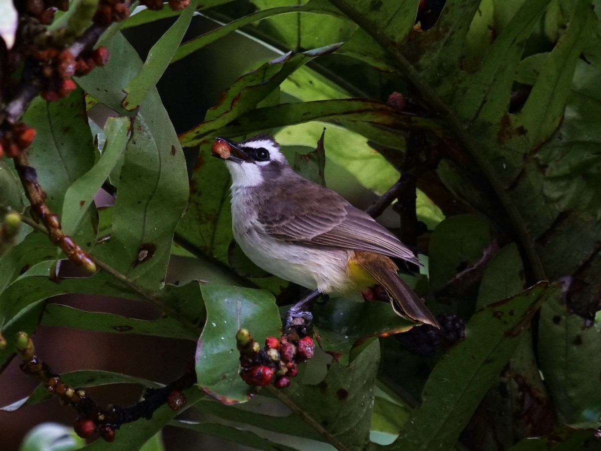 Yellow-vented Bulbul - George Inocencio