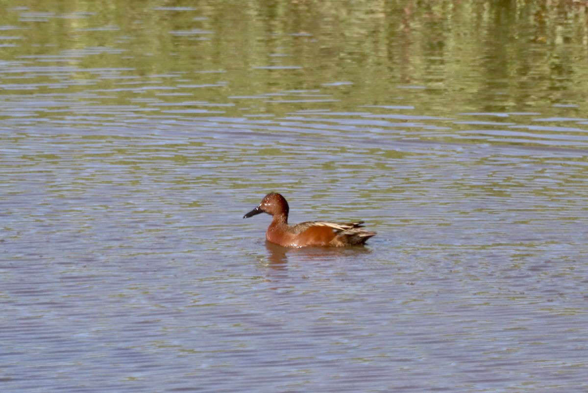 Alzavola cannella - ML309957701