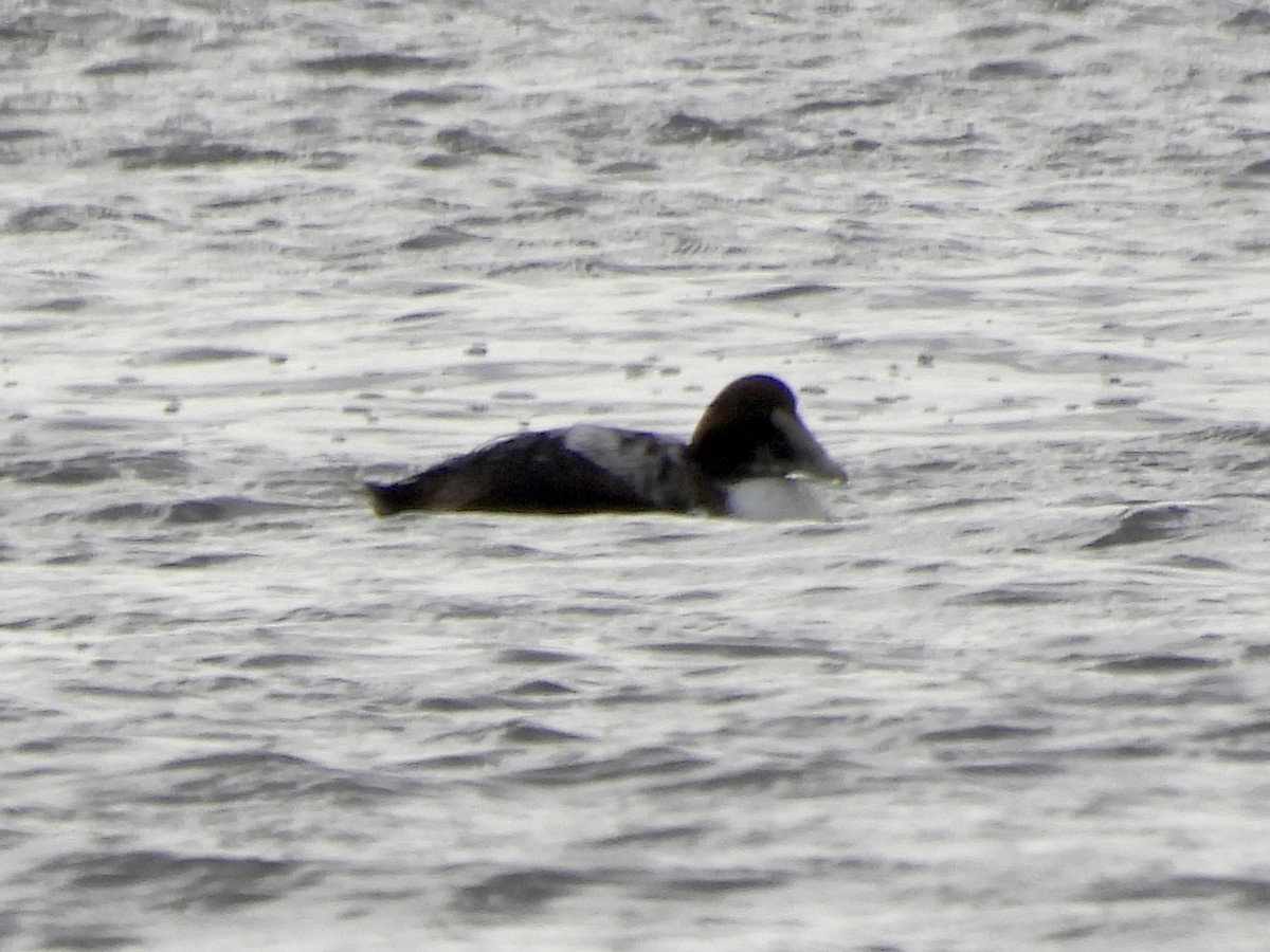 Common Eider - ML309959461