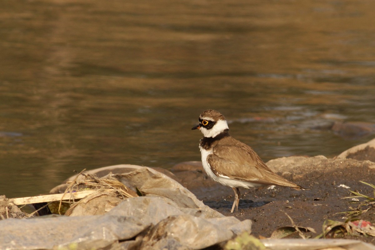 Little Ringed Plover - ML309959831