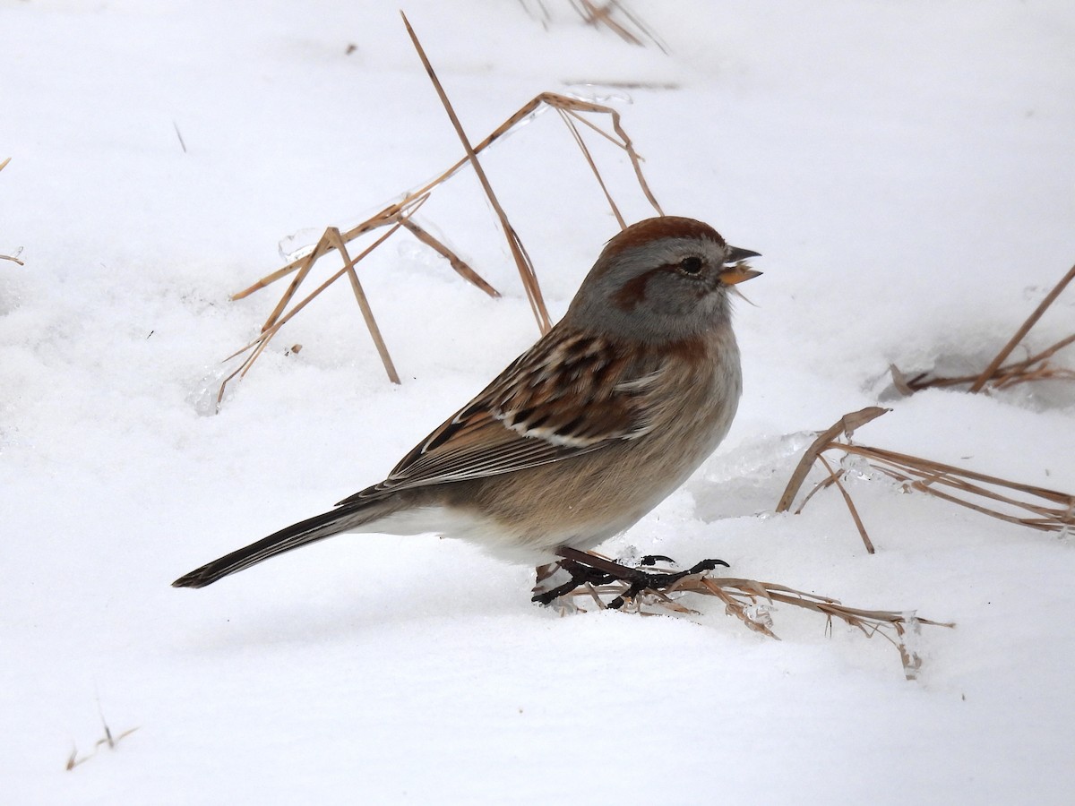 American Tree Sparrow - Caroline Quinn