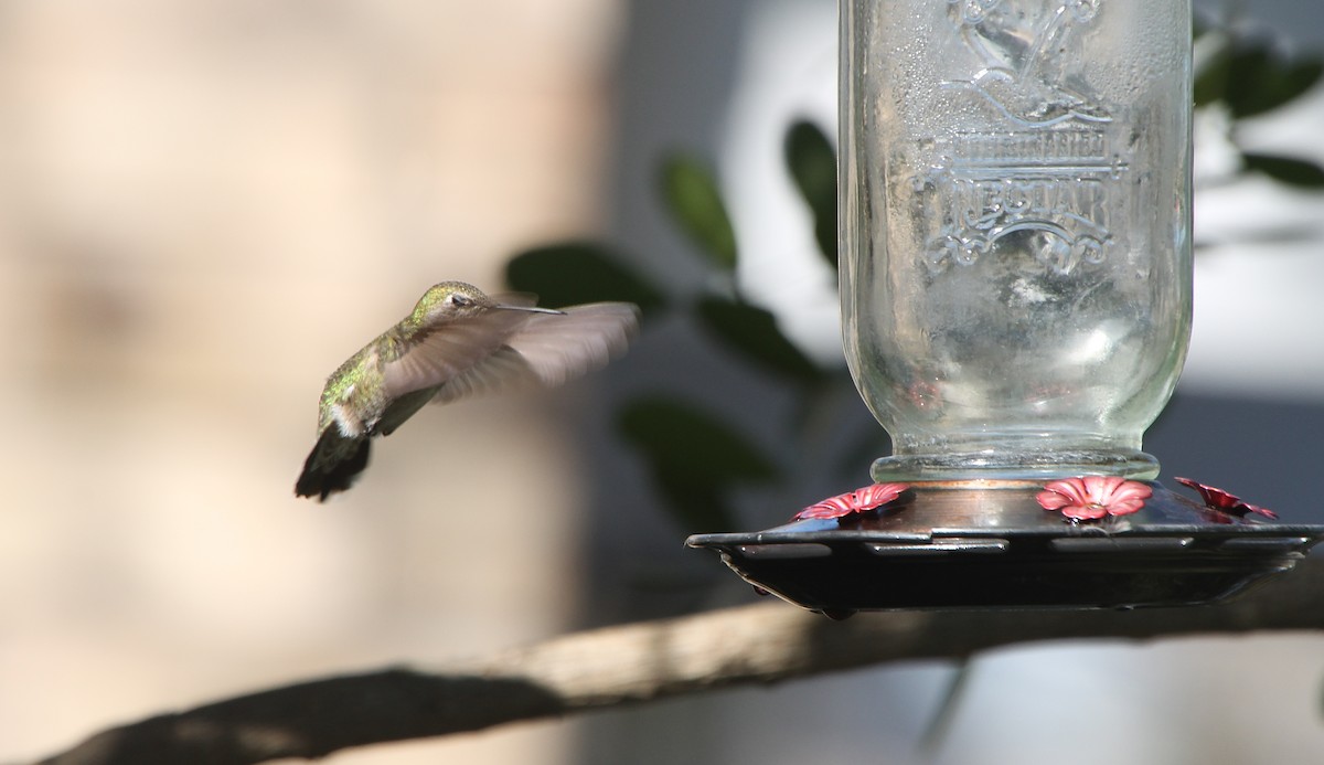 Anna's Hummingbird - ML309961181