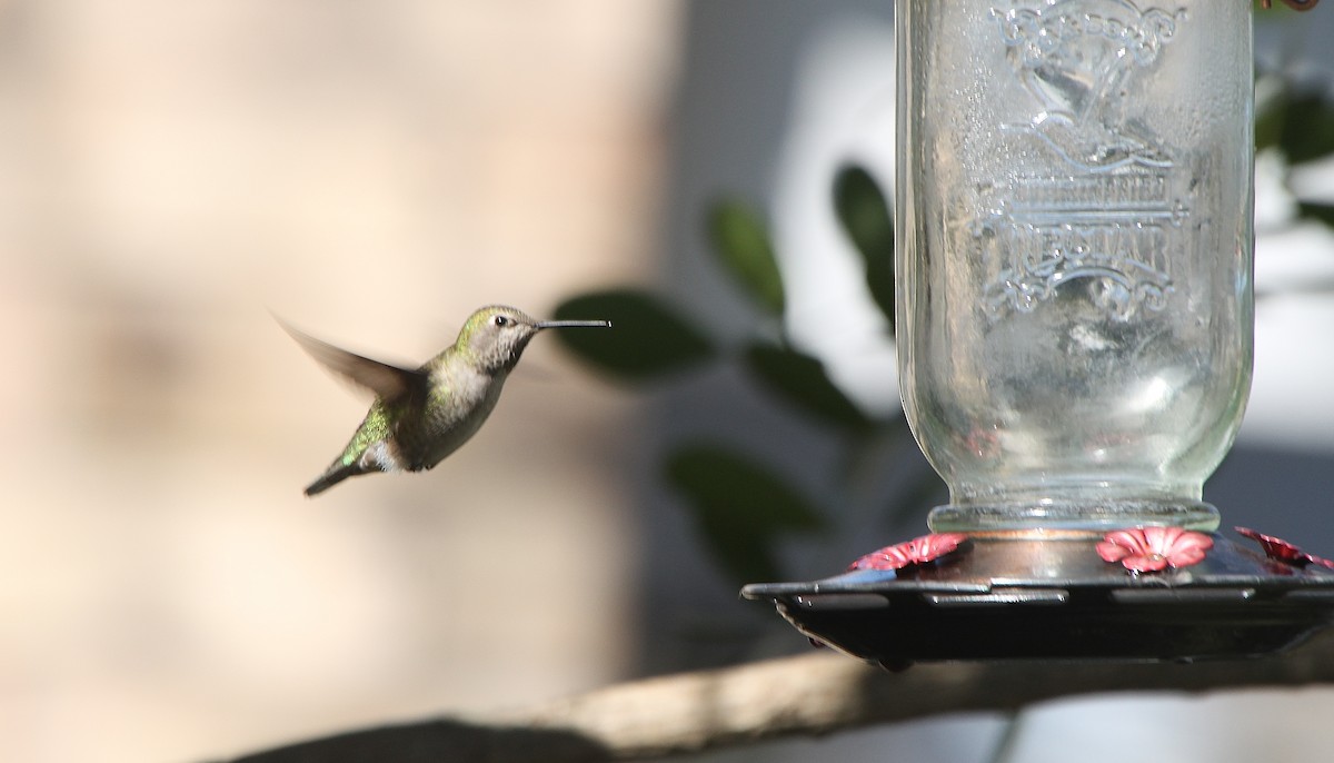 Anna's Hummingbird - ML309961221