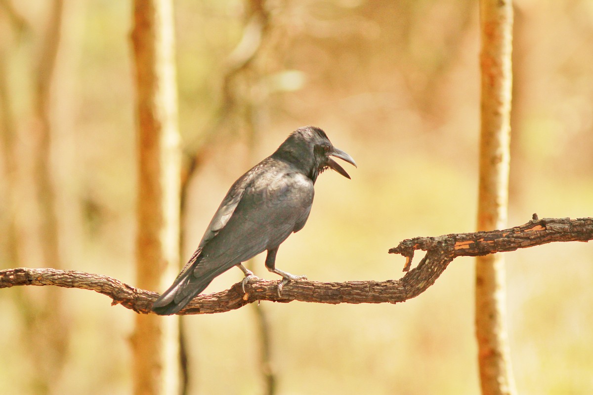 Large-billed Crow - Mohan Kumar M