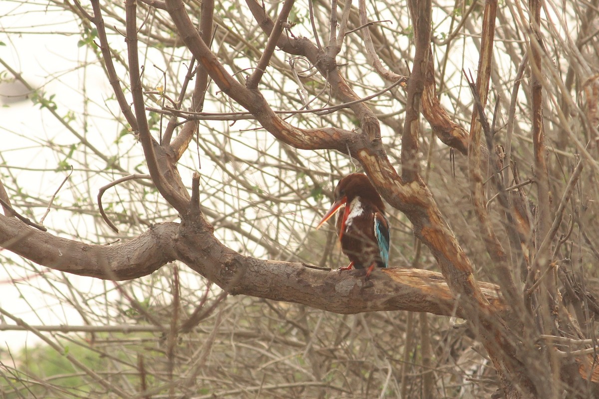 White-throated Kingfisher - ML309962911