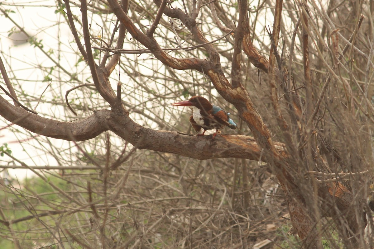 White-throated Kingfisher - ML309962921