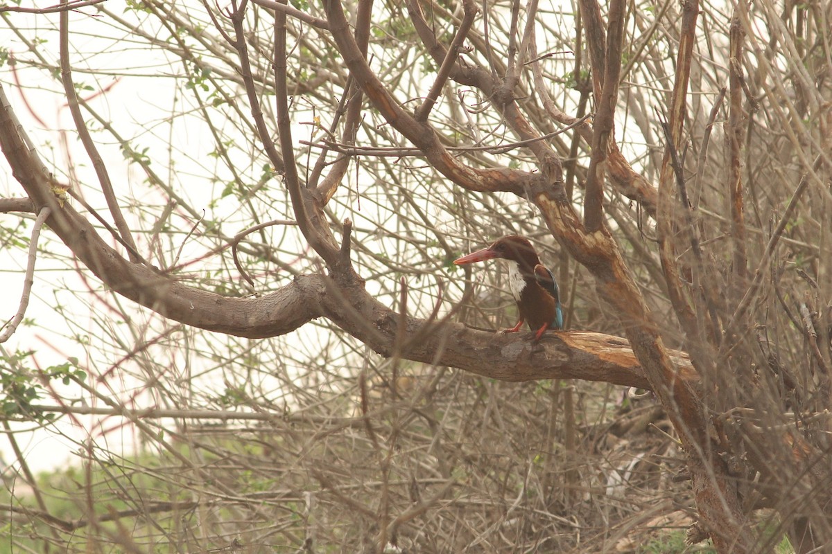 White-throated Kingfisher - ML309962941