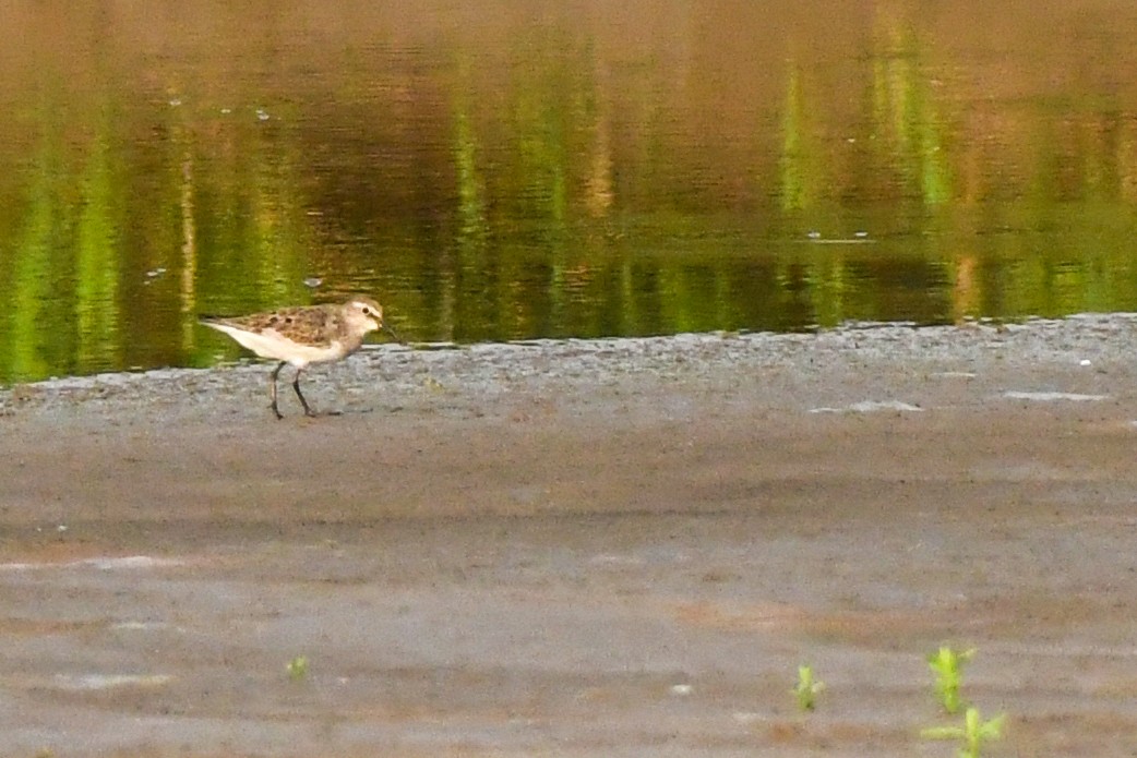 Pectoral Sandpiper - ML309964331