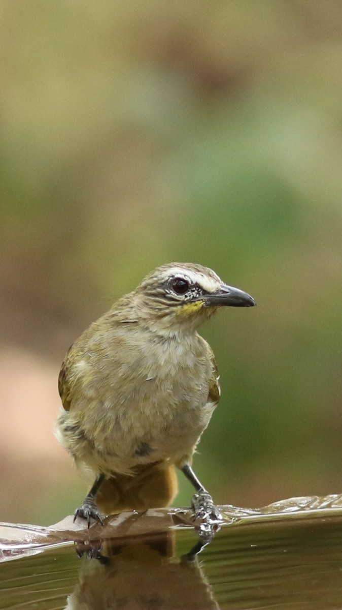 Bulbul à sourcils blancs - ML309965141