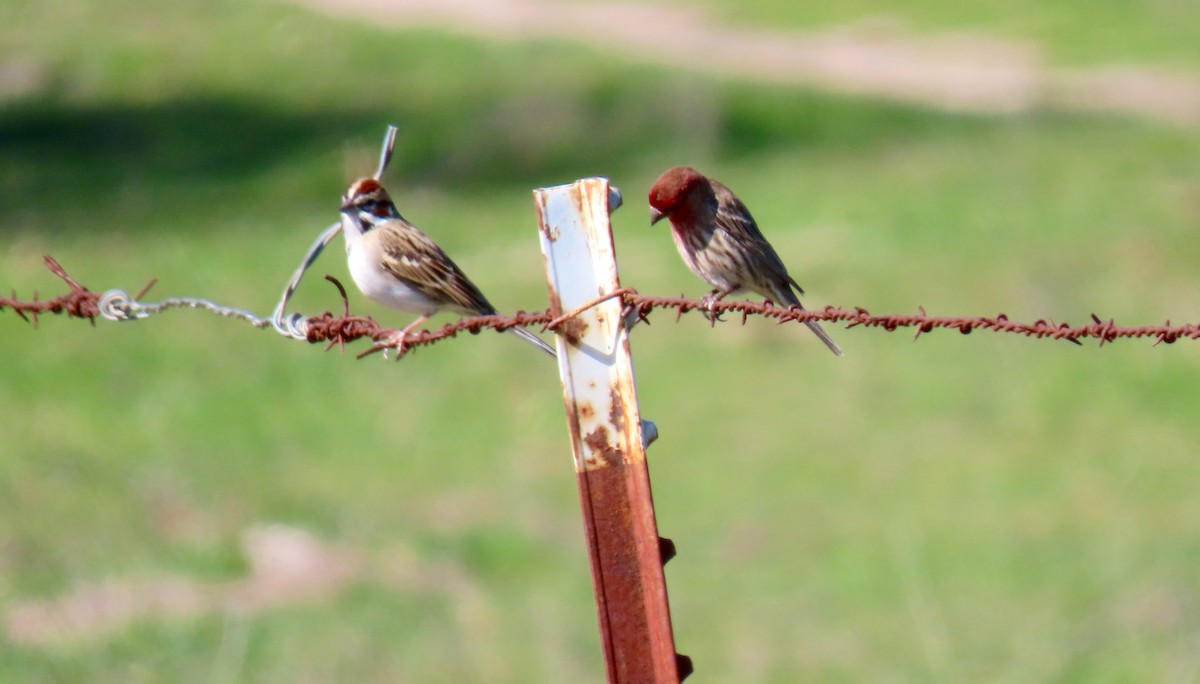 Lark Sparrow - ML309969291
