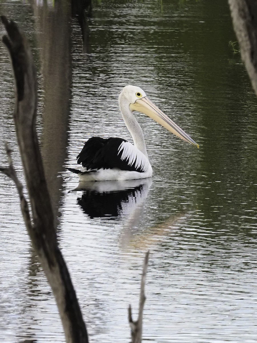 Australian Pelican - Len and Chris Ezzy