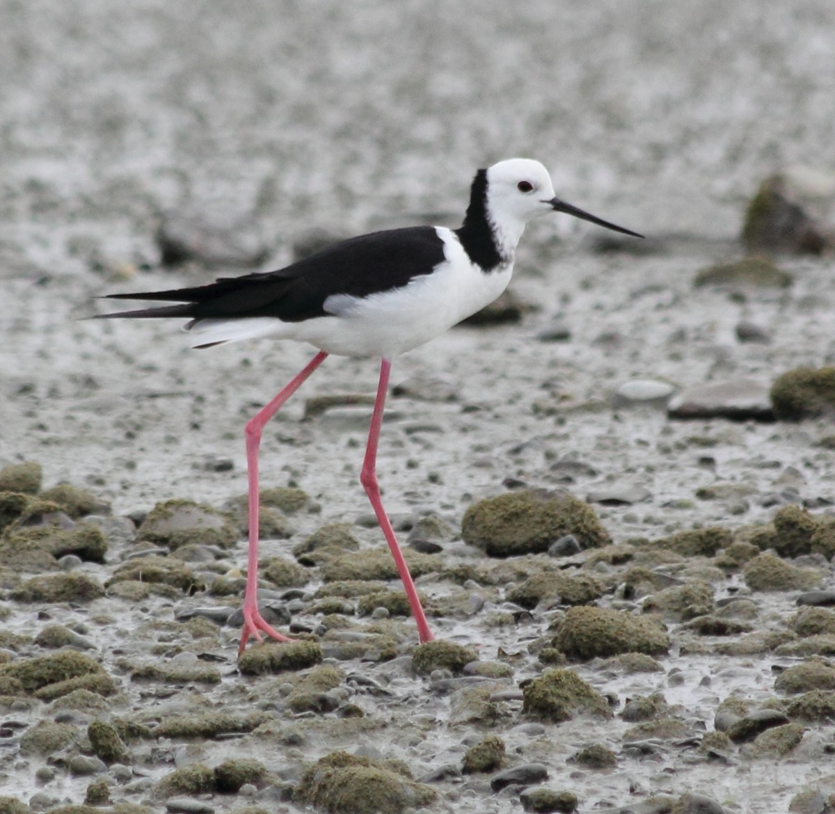 Pied Stilt - ML309970031