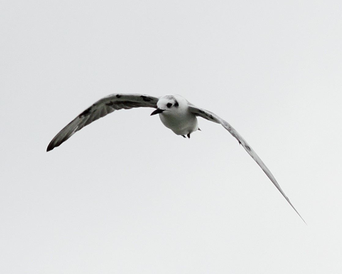 White-winged Tern - ML309970061