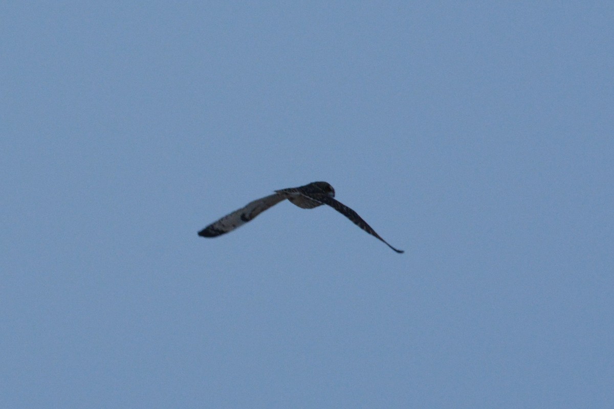 Short-eared Owl - ML309970131