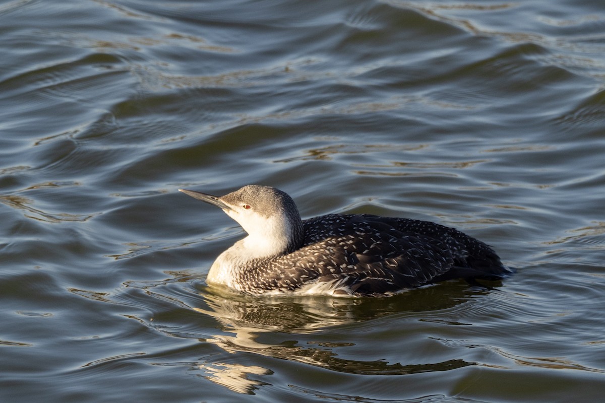 Red-throated Loon - ML309971211
