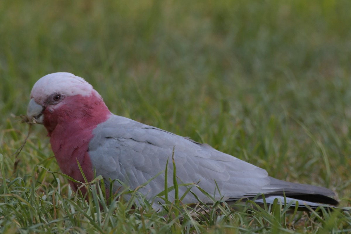 Galah - ANNE FOWLER