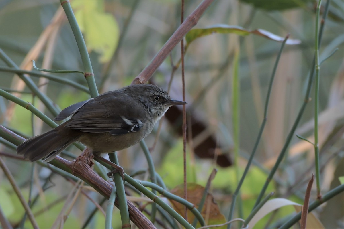 White-browed Scrubwren - ANNE FOWLER