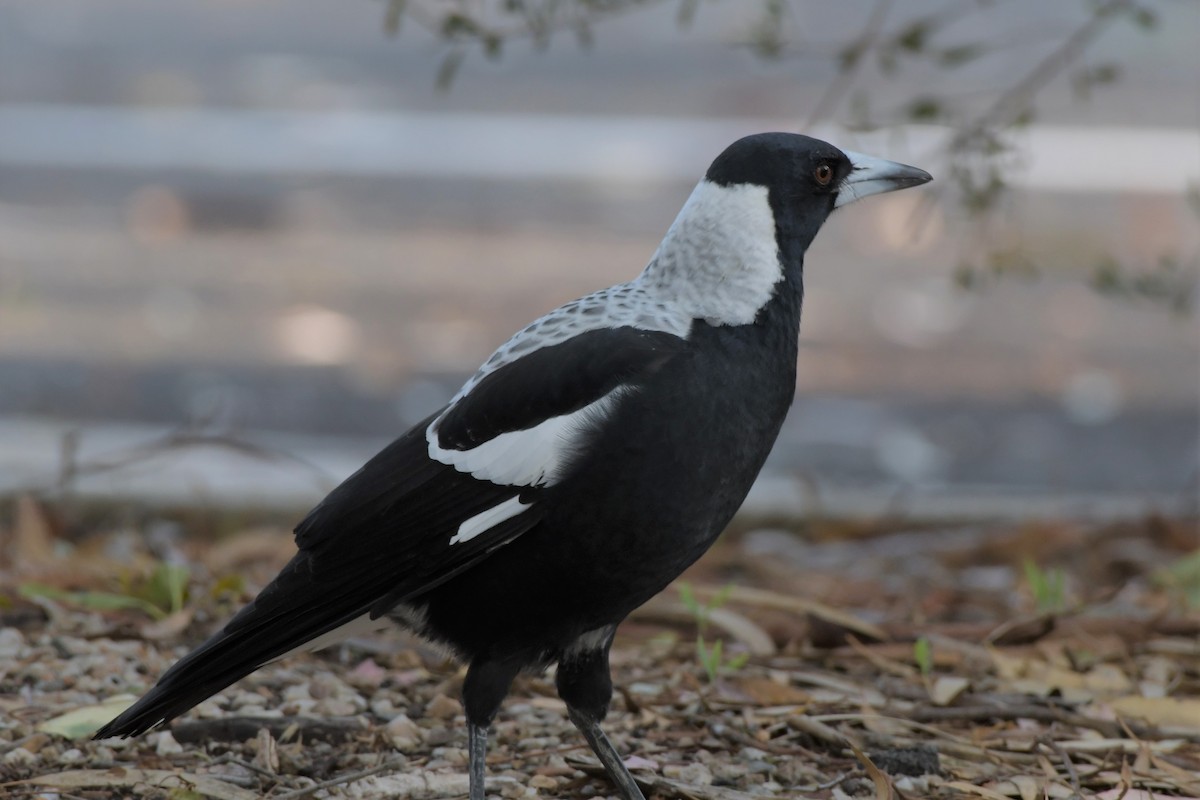 Australian Magpie - ML309973591