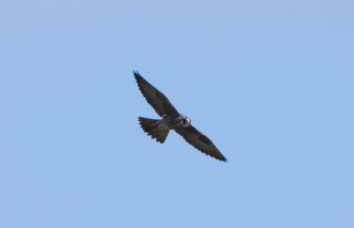 Peregrine Falcon (Peale's) - ML309973621