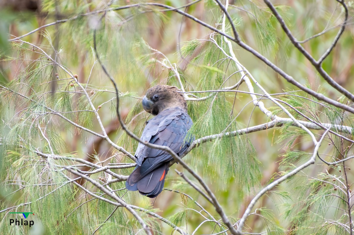 Glossy Black-Cockatoo - ML309975251