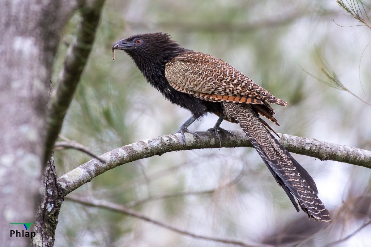 Pheasant Coucal - ML309975301