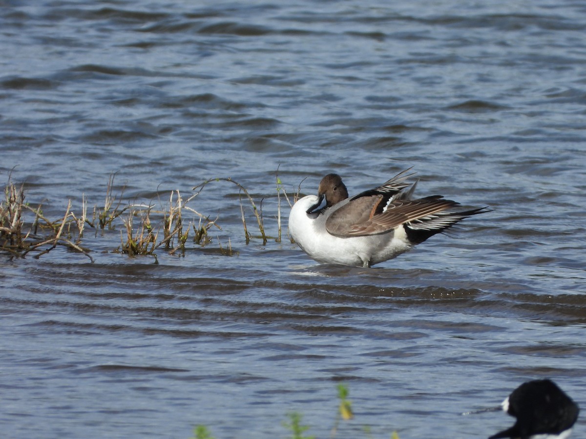 Northern Pintail - Kellen Apuna