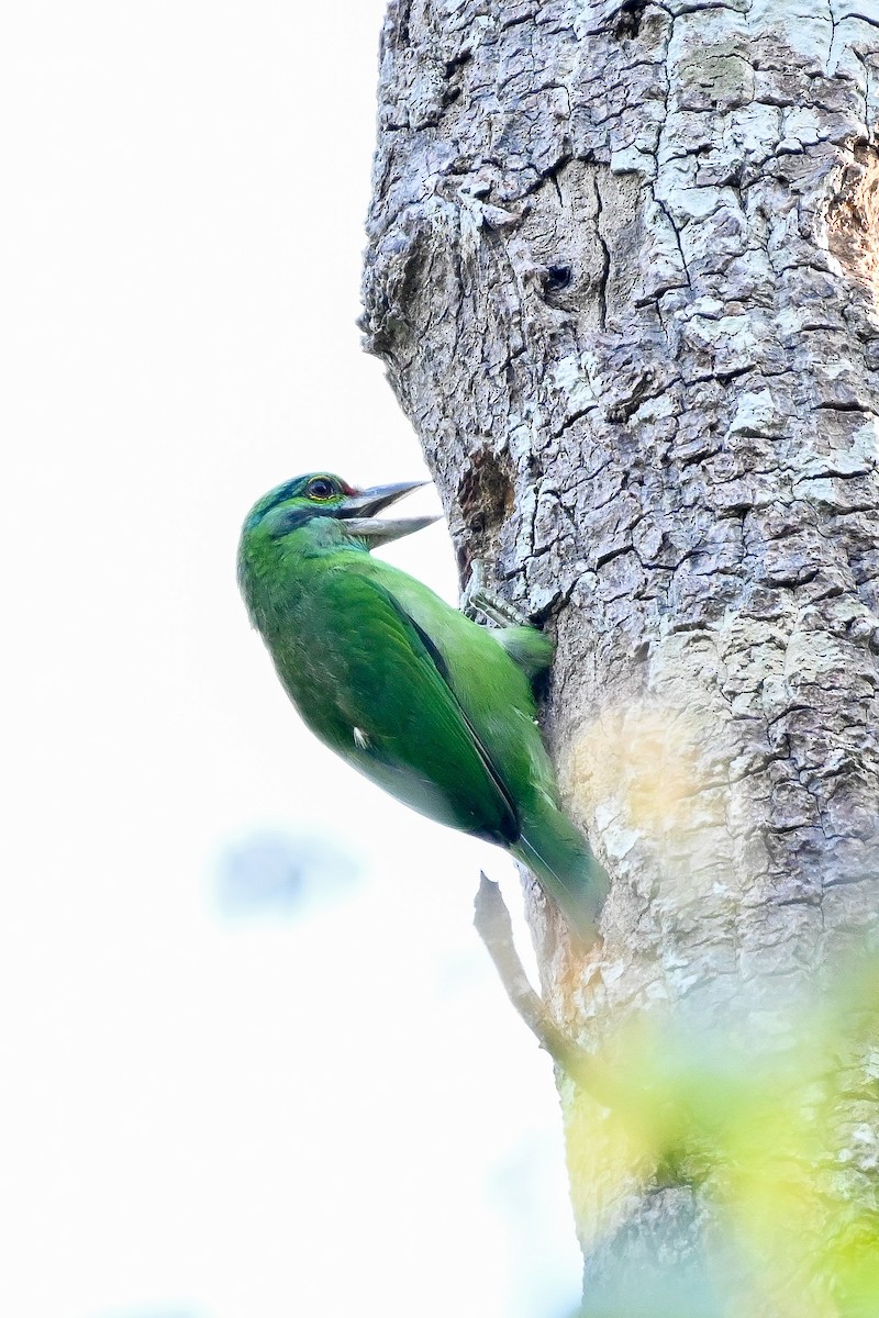 Moustached Barbet - KhunKNC Gain