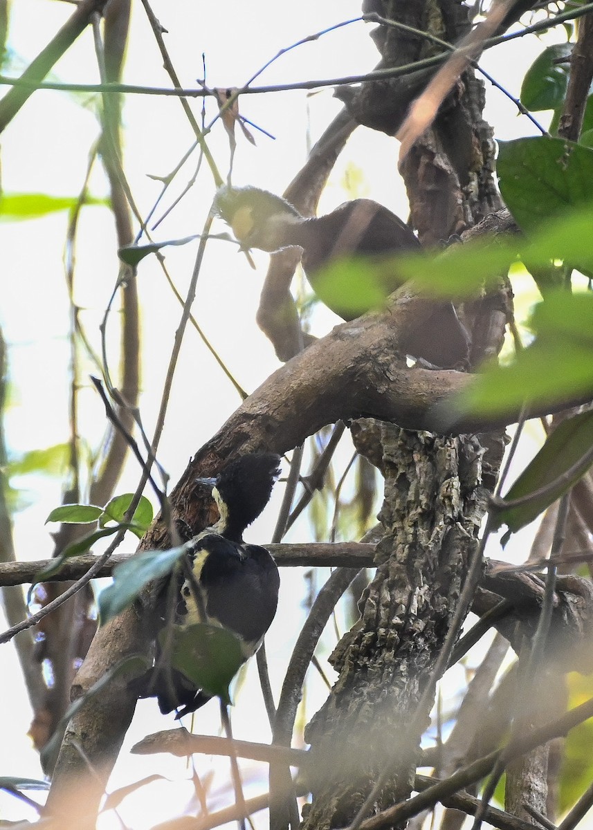 Heart-spotted Woodpecker - ML309978901