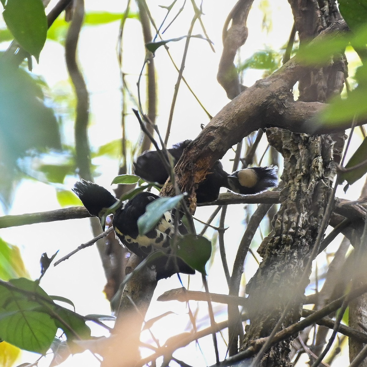 Heart-spotted Woodpecker - ML309978911