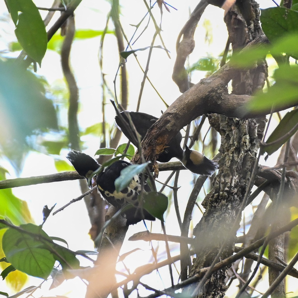 Heart-spotted Woodpecker - ML309978931