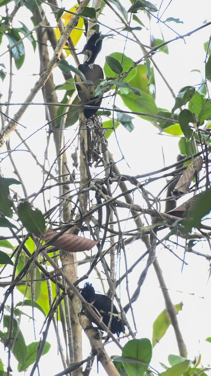 Heart-spotted Woodpecker - ML309978951