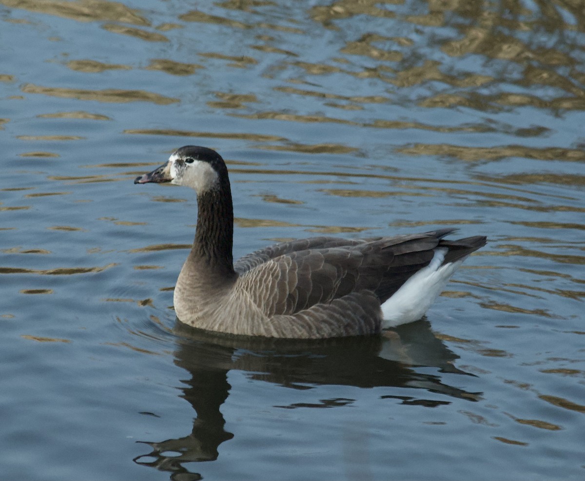 Domestic goose sp. x Canada Goose (hybrid) - ML309982481
