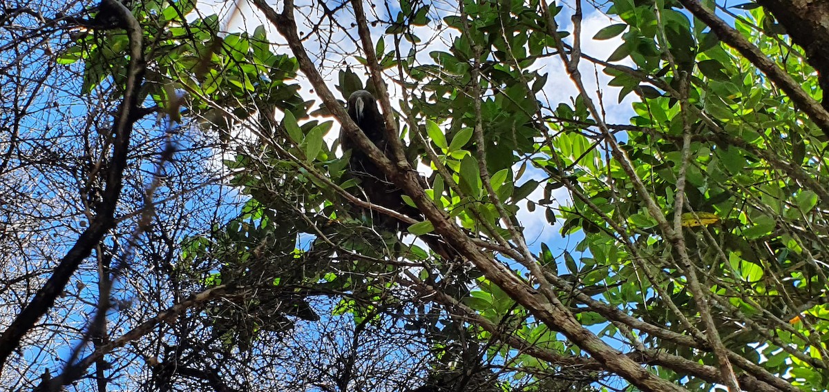 New Zealand Kaka - Anita  Spencer