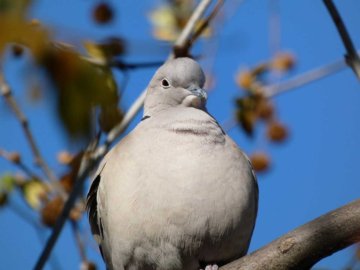 Eurasian Collared-Dove - Sara Boscoe