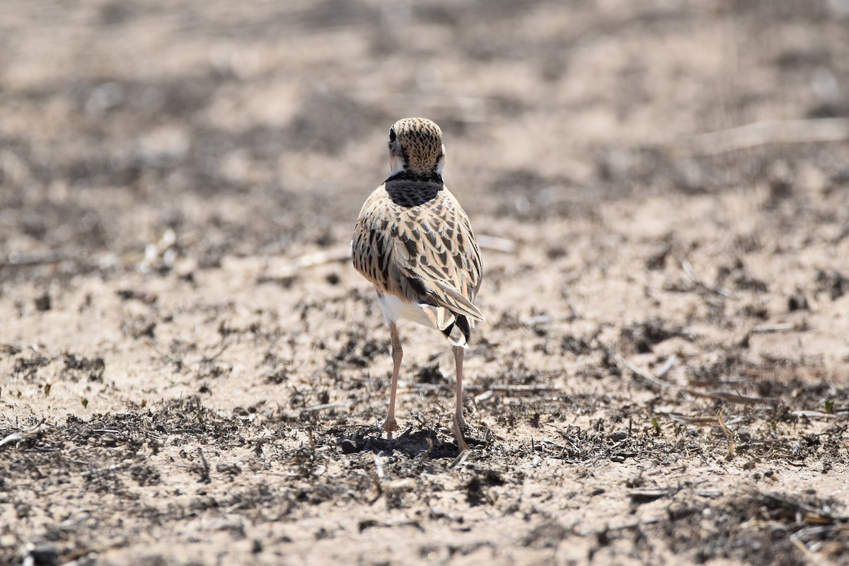 Inland Dotterel - ML309982961