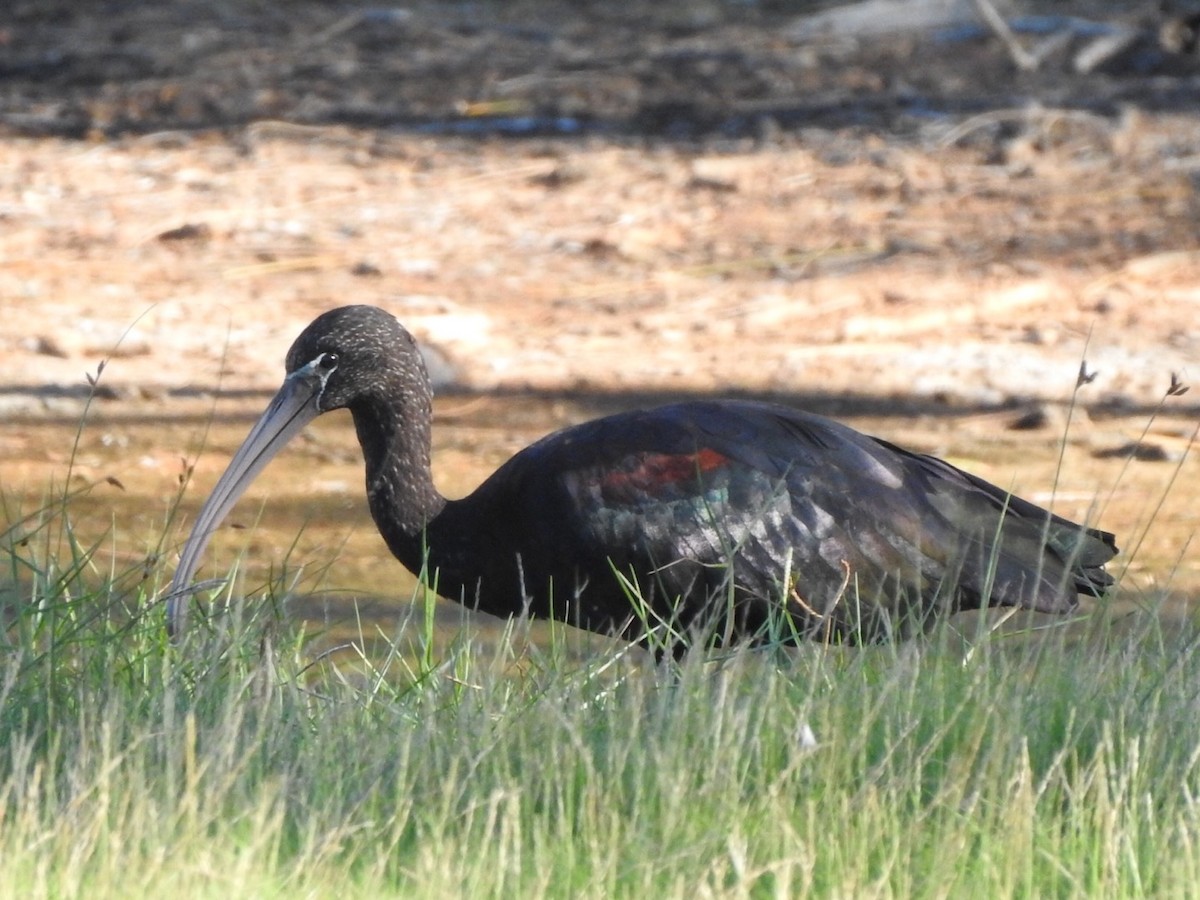 Glossy Ibis - Scott Fox