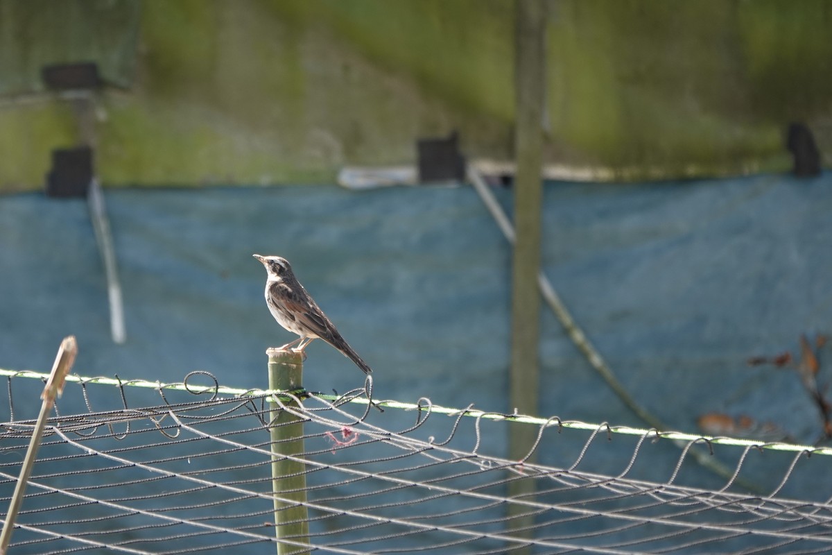 Birigarro hegalgorria - ML309985651