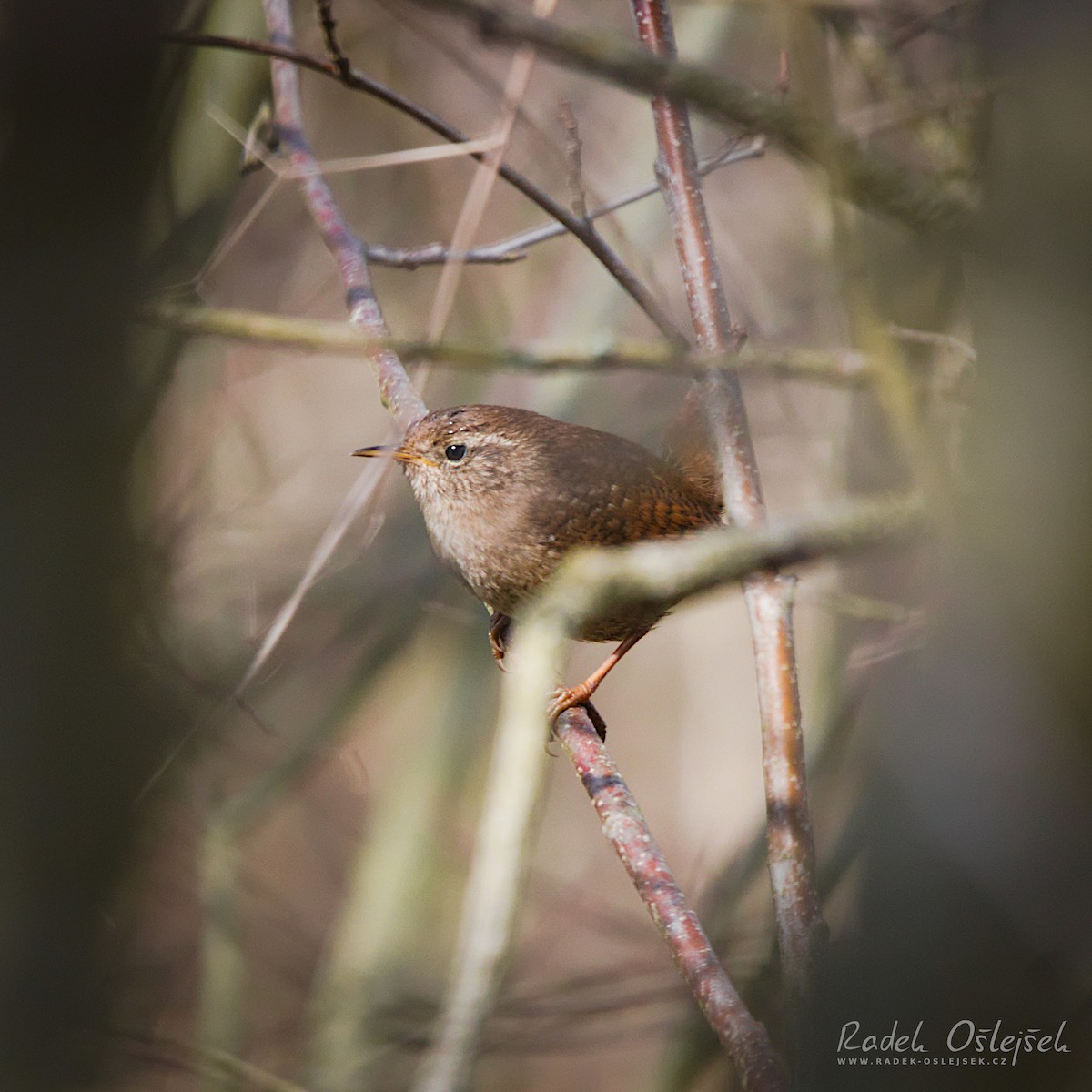 Eurasian Wren - Radek Ošlejšek
