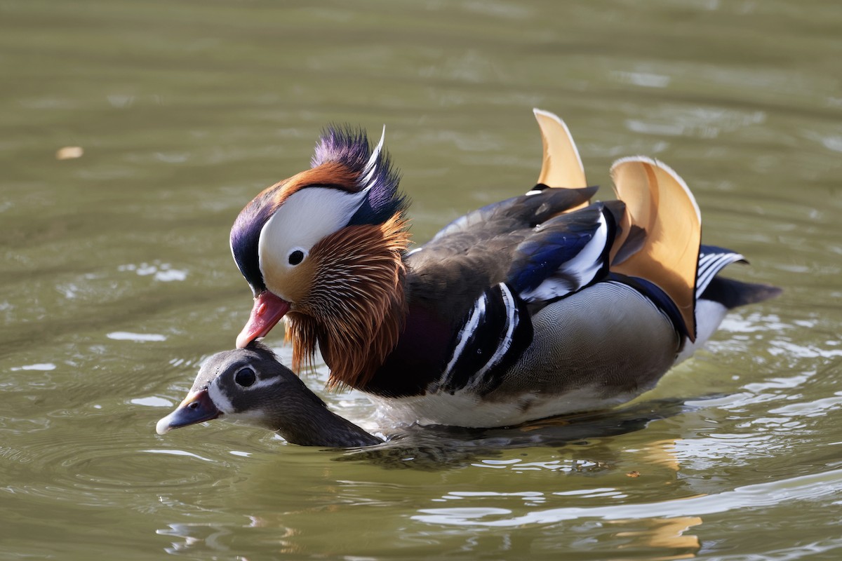 Mandarin Duck - ML309986451