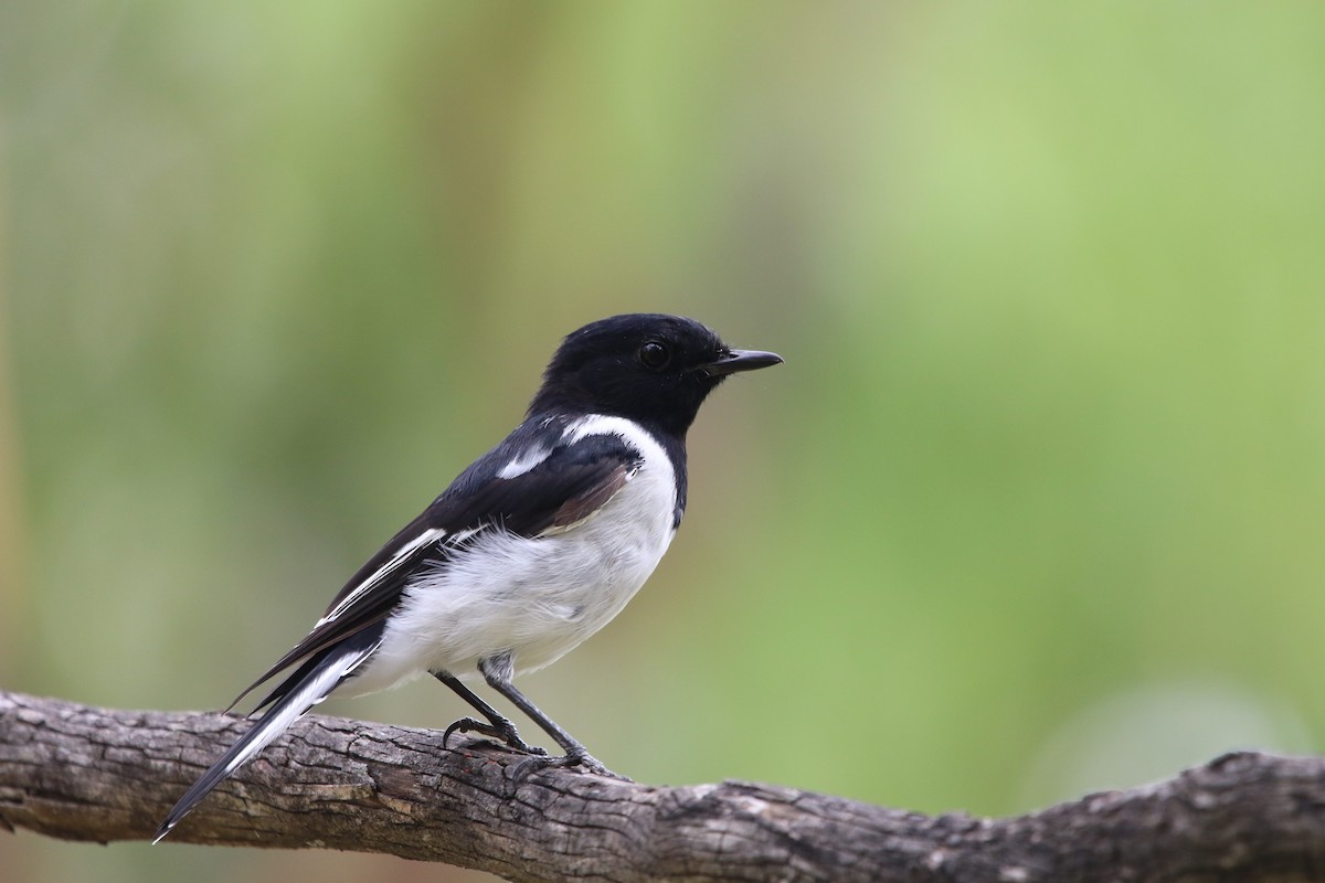 Hooded Robin - ML309986841