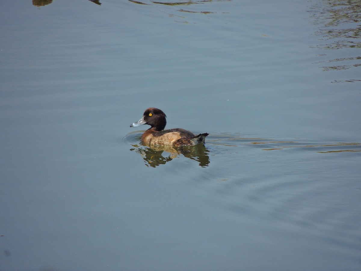 Tufted Duck - ML309988371