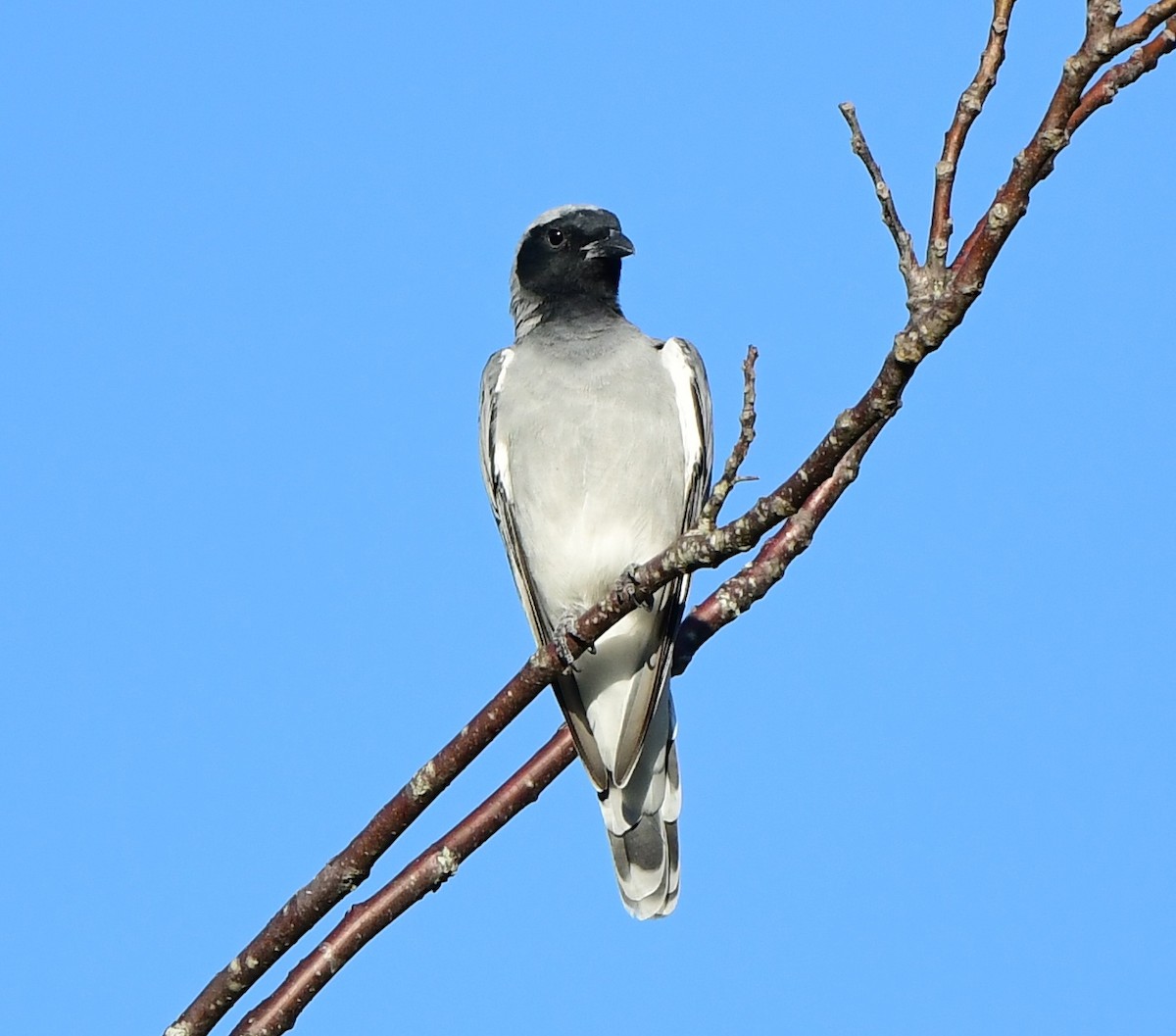 Schwarzgesicht-Raupenfänger - ML309989211